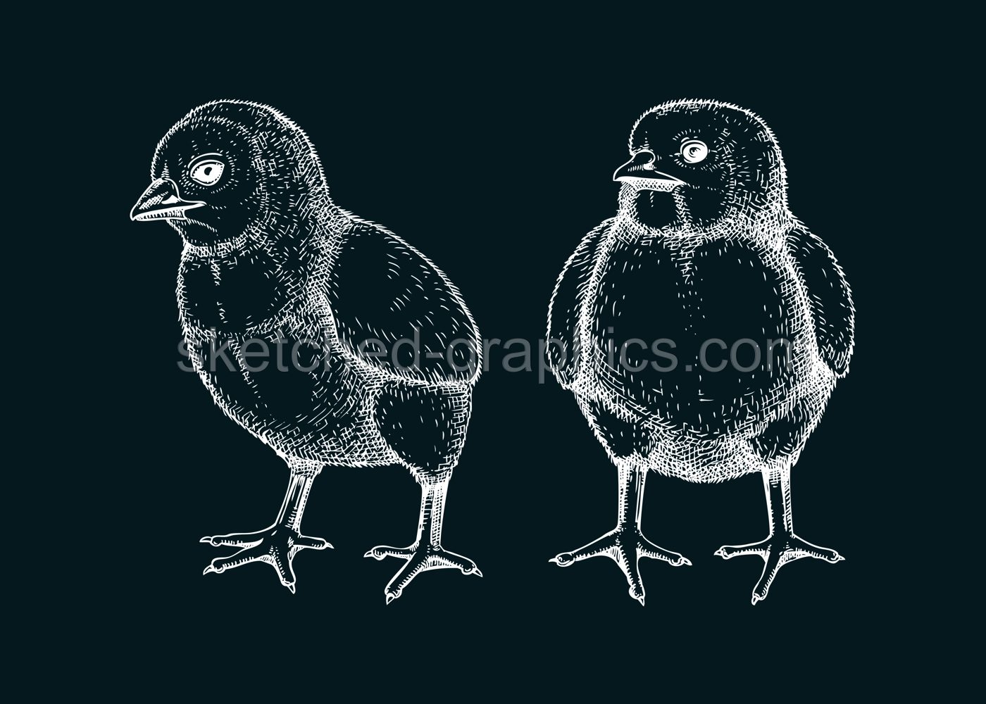 Hand drawn chicken sketches set. Cute white contoured chick drawings. Little lovely feathered baby bird in engraved style. Vector illustration isolated on chalkboard Illustration